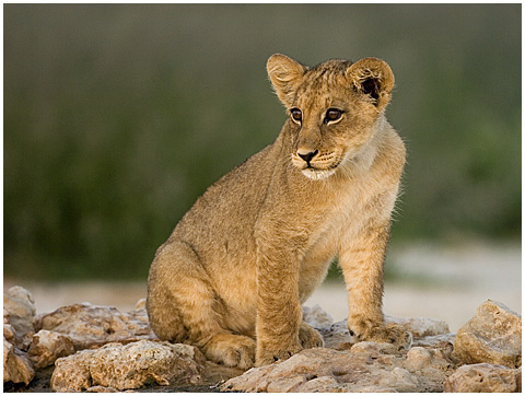 DCWP_603_035w-Lion-Cub-Picture.jpg