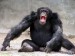 BAT128da7_chimpanzee.jpg