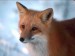 20041212-lovely-red-fox.jpg